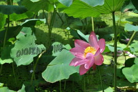 五月份荷花移栽：可行吗？