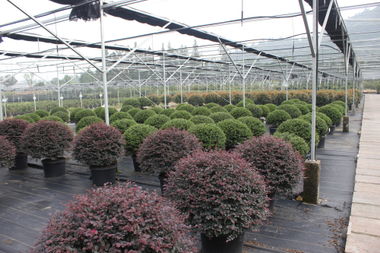 家庭园艺：打造私人绿色天地的小窍门