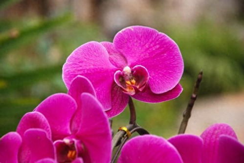 蝴蝶兰花谢后，3步轻松养护再绽放！