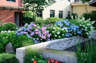 小庭园， 小植物，大风景