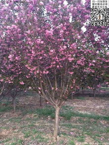 如何买到蕞便宜的樱花苗木？