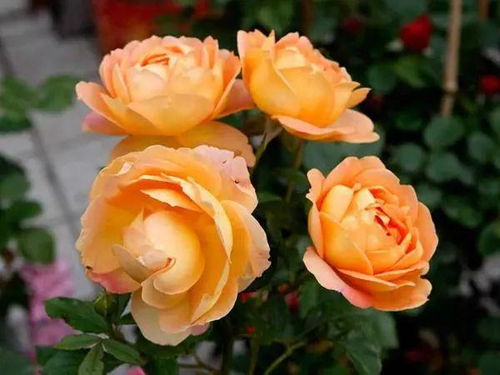11月开什么花好？月季花绽放