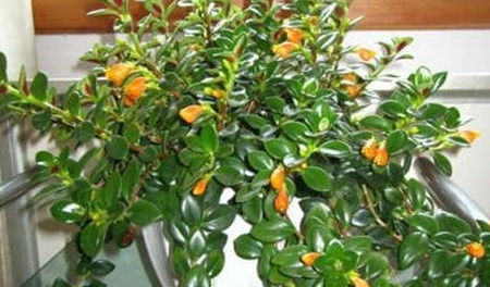 温度：温暖的家， 花开不败