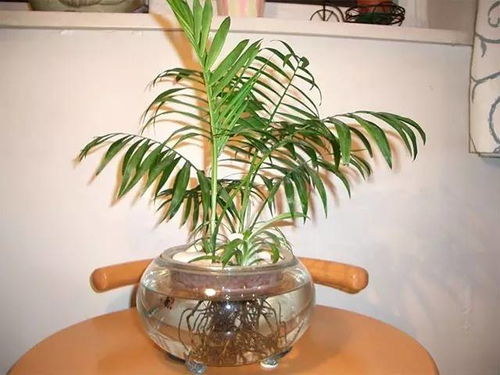 袖珍椰子树开花长啥样？一睹为快