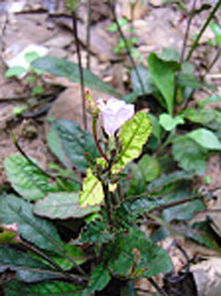 除了党参，还有哪些草本植物种植前景好呢？