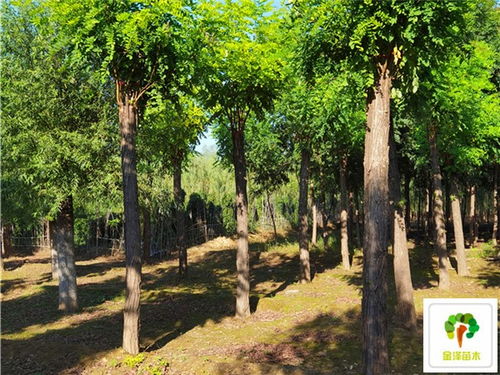 香花槐播种的时机艺术