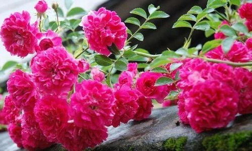 种植过程中的等待