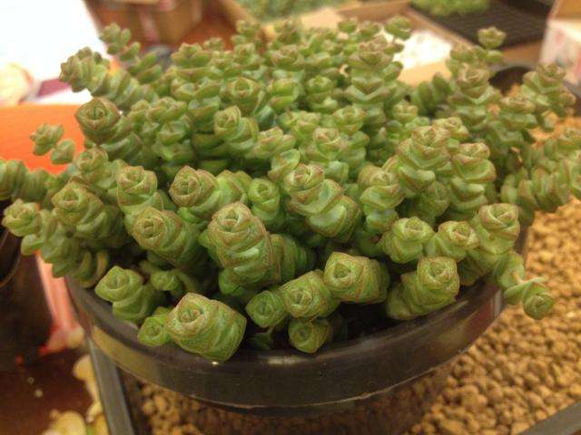 适宜土壤和温度，多肉吸财树养殖！