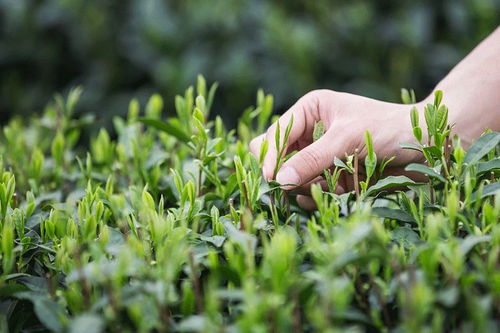 山马茶需水量适中，适应性强