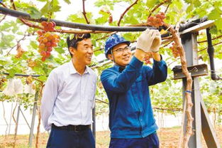 长春花种植过程中，如何合理施肥才能促进其健康生长