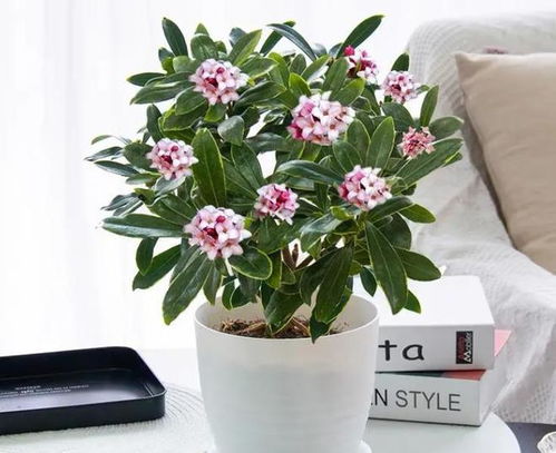 家里种植寓意发财的花草， 好运连连