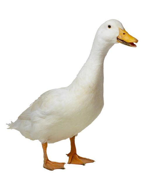 捏制鸭蹼的技巧分享