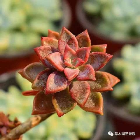 多肉植物养护指南：青苹果养殖全攻略（图文详解）