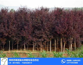 湖南苗木紫叶李价格大揭秘