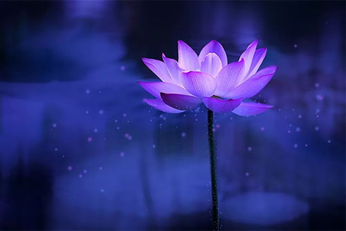 莲花和荷花一样吗？看完这篇你就全明白了