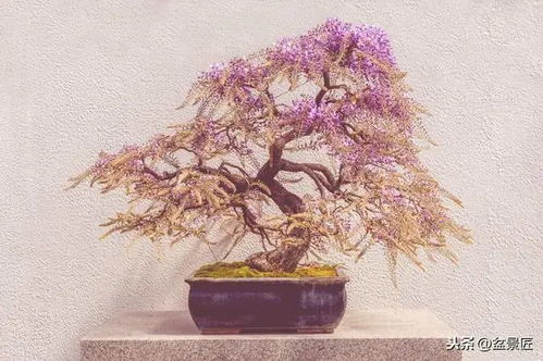 紫薇树桩的冬眠：如何平安过冬