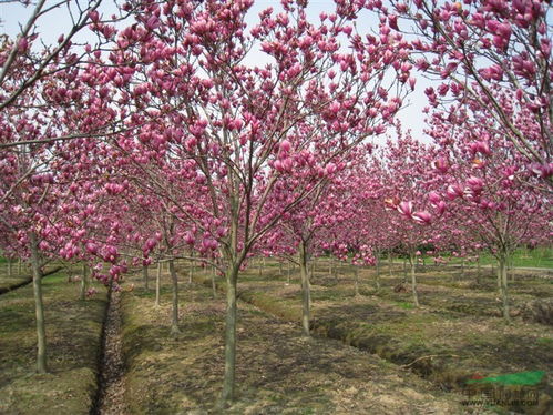 红玉兰树苗种子催芽， 温度和湿度控制指南