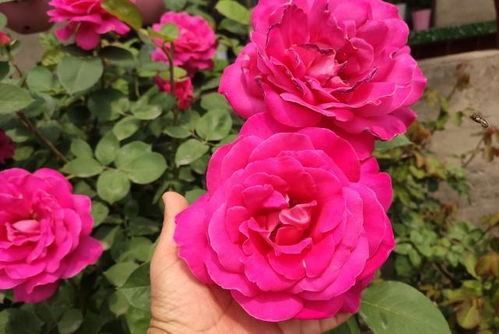 月季修剪注意事项