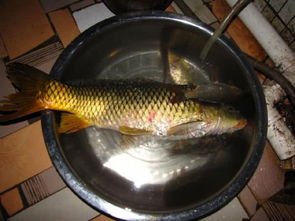 紫泥肚子、 鲤拐子，鱼也来凑热闹