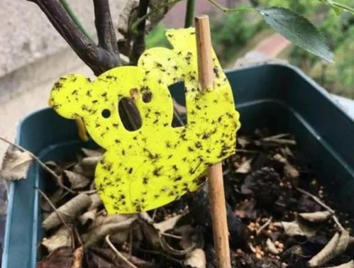 小黑飞， 真是烦人