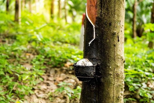 设施栽培成本核算