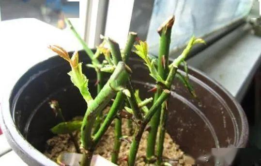 用纸巾包裹，保持湿润