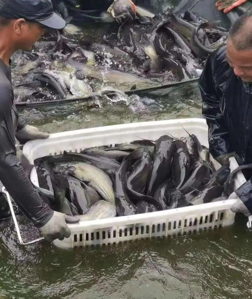 怎么快速养才能更快死去？