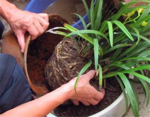 龙须植物如何根据生长情况科学换土换盆