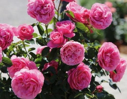 月季花开，美得让人心醉