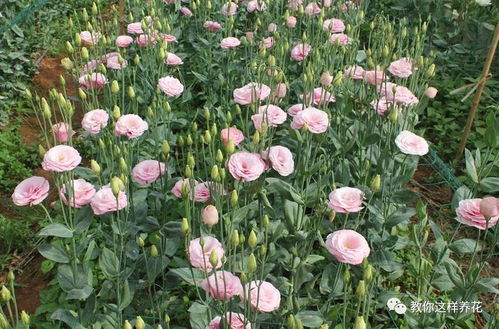 分株大法，草木再生术