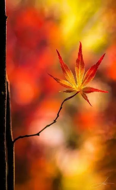 梅花落叶之谜，为何春意未尽却叶落纷纷