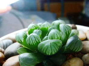 玉露多肉植物新手养护，如何避免浇水过多导致徒长