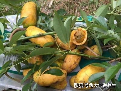 茶梓树播种讲究“kan天吃饭”， 全国通用的黄金时段就两个：