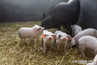 猪饲料蛋白质含量过高是否会影响生长猪的生长性能？