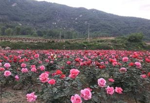 五一假期， 罗山月季花香引来游客潮