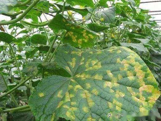 克菌戊唑醇：用量大揭秘