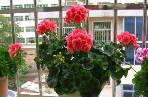 多肉植物和天竺葵