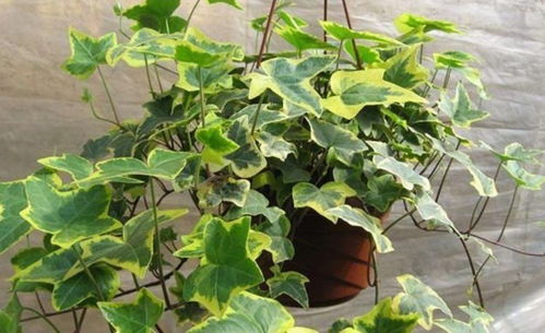 常春藤：空气净化的小帮手