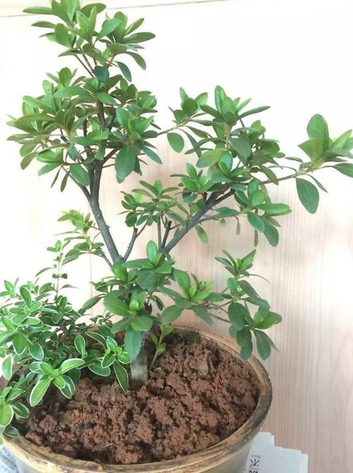 “花草家中虫害严重，有什么最有效的除虫方法能快速解决