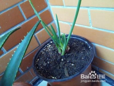 洋葱盆栽用花盆种植，如何选对花盆