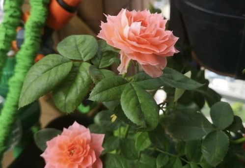 施肥是关键， 根系保护不可少