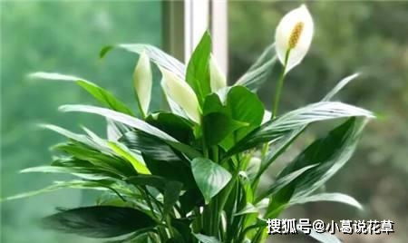 植物病虫害防治， 一帆风顺的烦恼