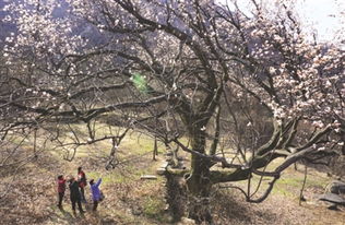 辛夷花树：大自然的馈赠