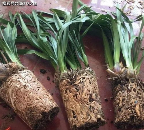 三、 环境因素影响