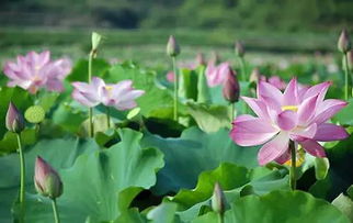 荷花养护：了解这些禁忌