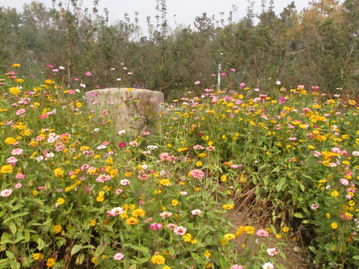 选择花朵， 要因地制宜