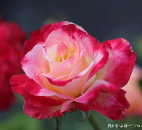 红双喜月季：花色艳丽，香飘四季