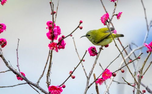 冬季梅花剪枝，如何保留花蕾绽放的秘密