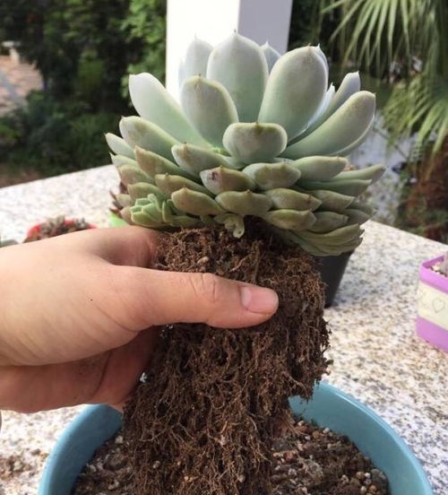 常见的肉质根花卉