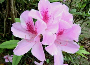 种花心得分享：新手必堪，春天开白花的好养品种大揭秘！